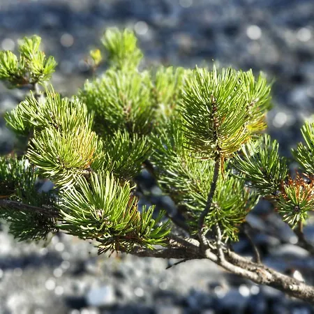 Arvenwald アパート