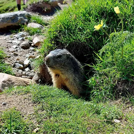 Arvenwald * Kandersteg