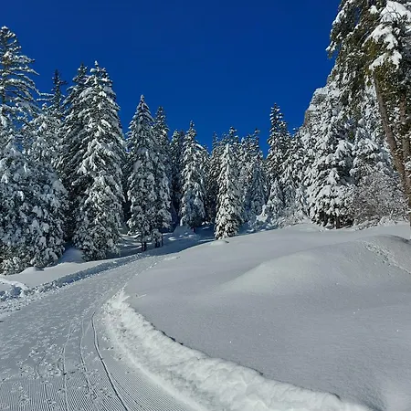 Arvenwald Kandersteg