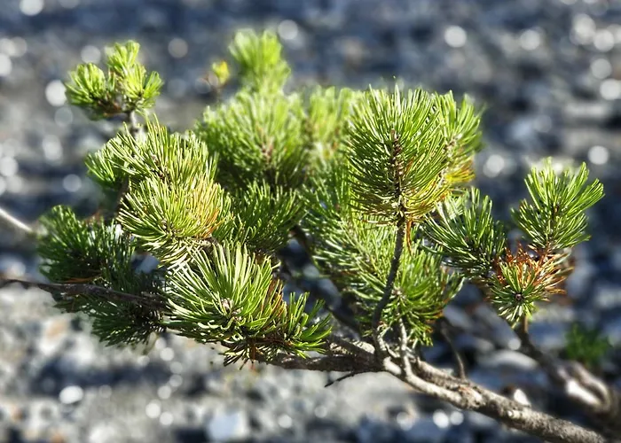 Arvenwald Appartement