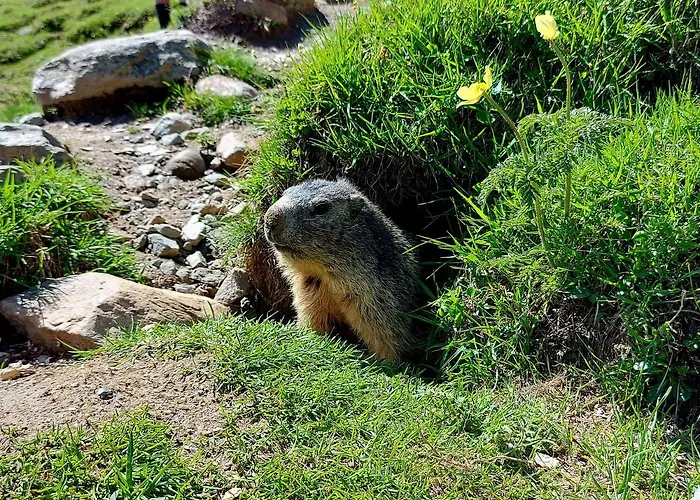 Arvenwald * Kandersteg