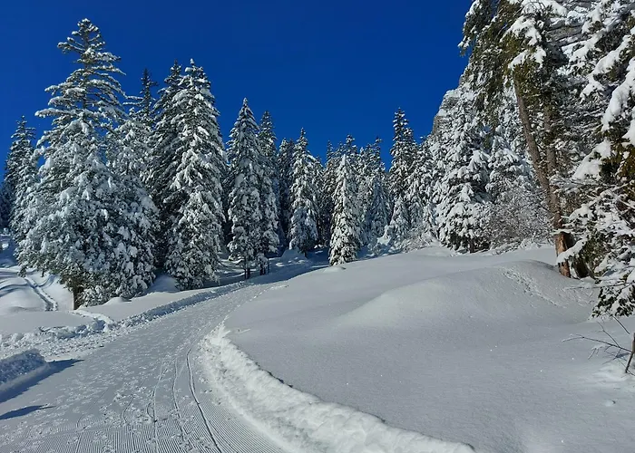 Arvenwald Kandersteg
